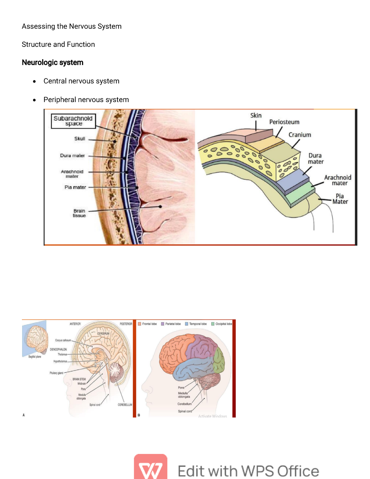 Nervous-System-musculoskeletal - Assessing The Nervous System Structure ...