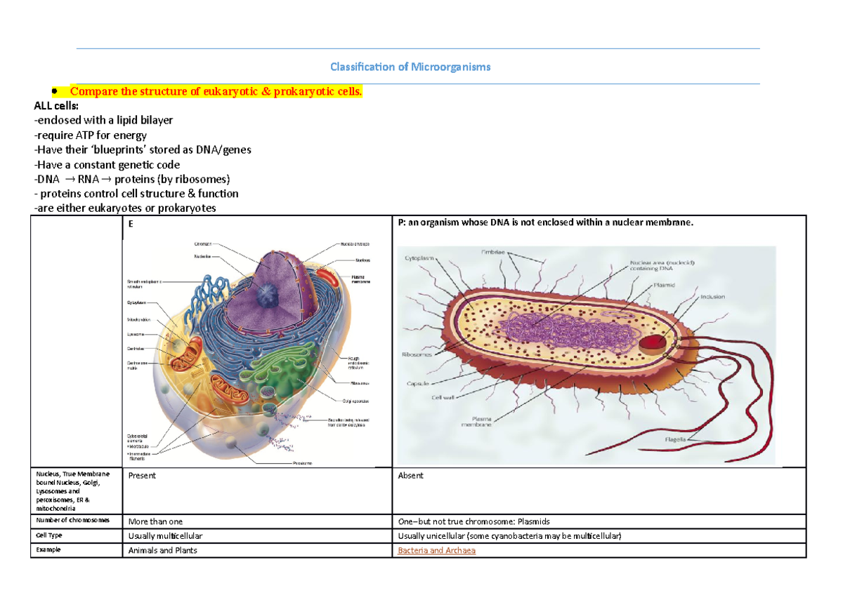 Year 1-Microorganisms - Classification of Microorganisms Compare the ...