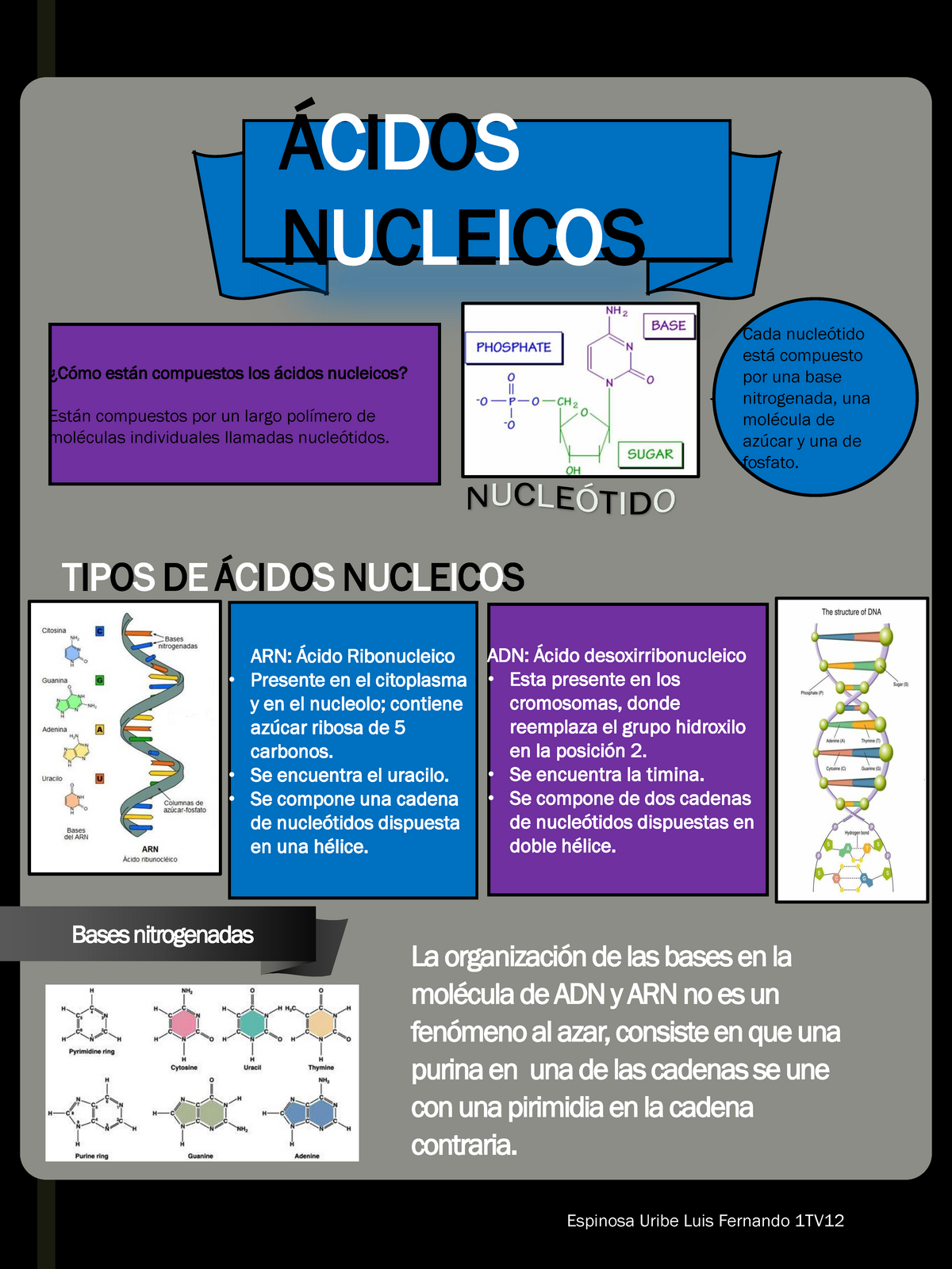 Infografia Acidos Nucleicos Lamnahealtcare Infolamnahealtcare 208 555 0100 Ácidos Nucleicos 3513