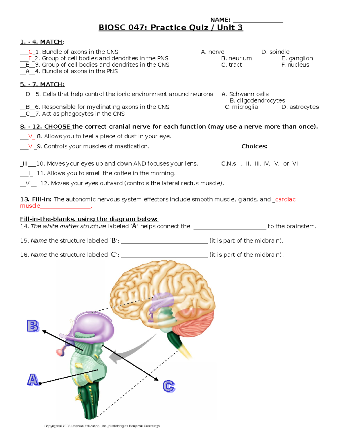 47 practice quiz on nervetiss CNs - NAME: __________________ BIOSC 047 ...