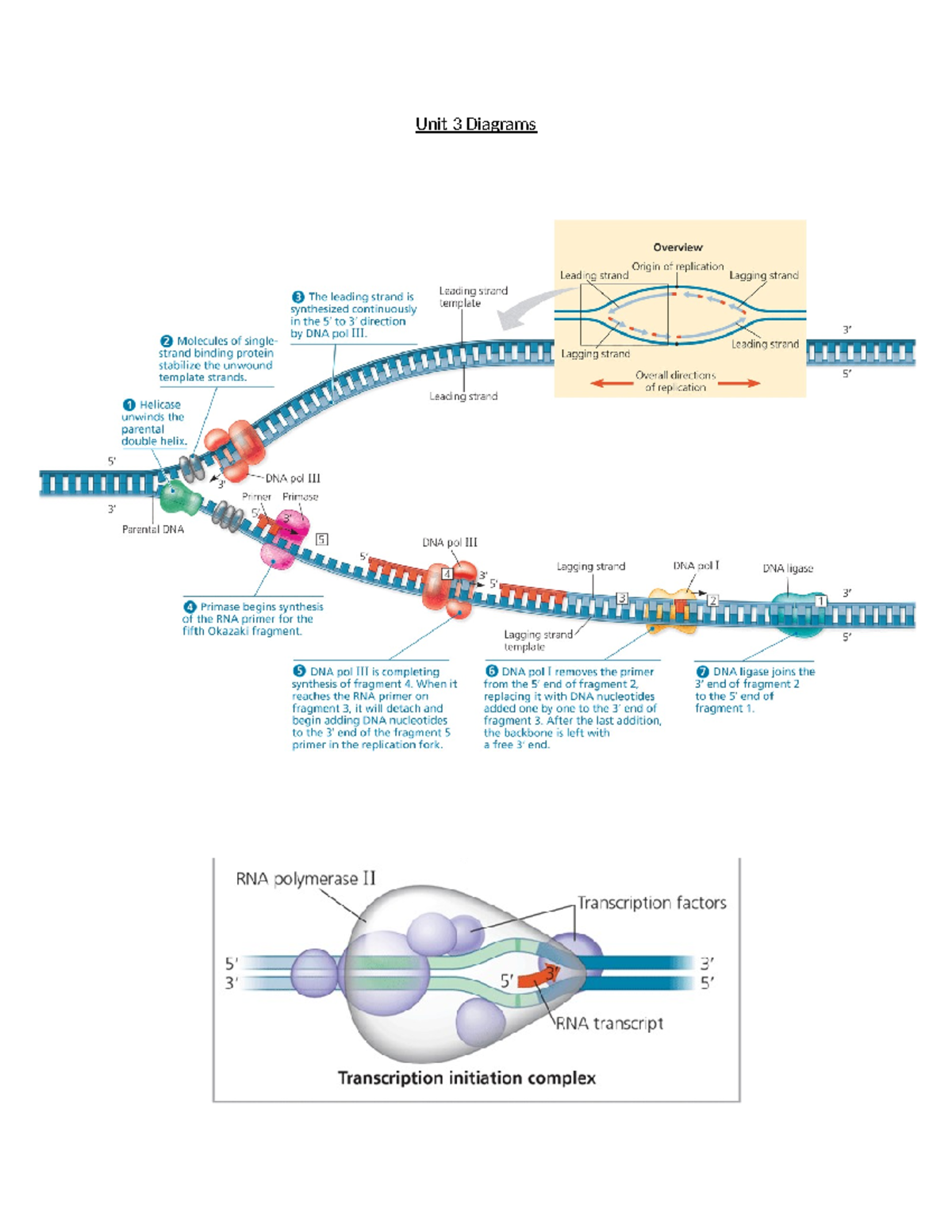 Unit 3 Diagrams - Bio 1A03 - Unit 3 Diagrams - Studocu