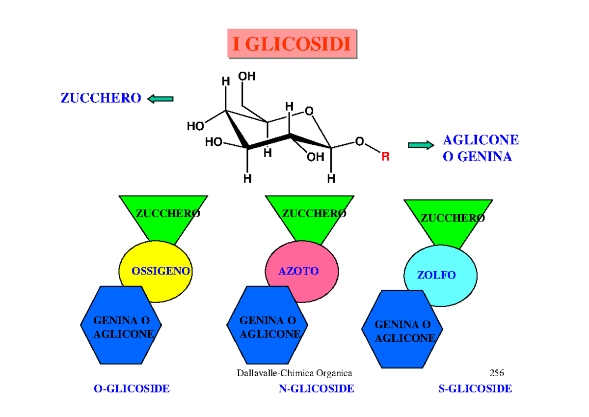 Zuccheri 2 (Chim Organica) - I GLICOSIDI H OH ZUCCHERO H O HO H ...