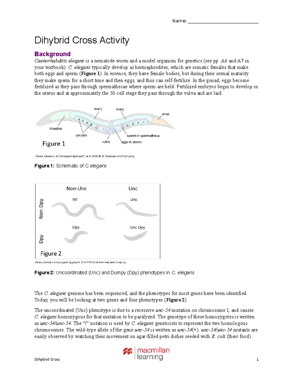 Pierce genetics 7e dihybridcrosshandout ch03 inclass - Name ...