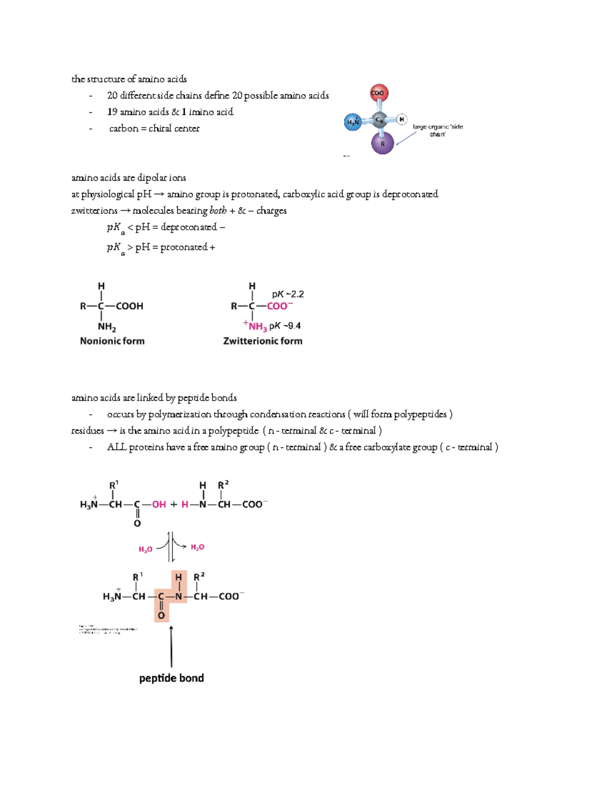Bio 361 - amino acids - lecture 3 notes - the structure of amino acids ...