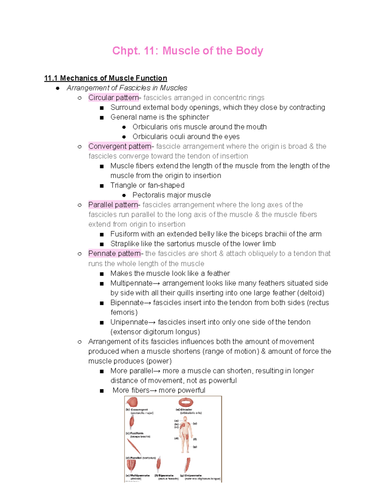 Muscles Of The Body Quizlet - cfe3a3h