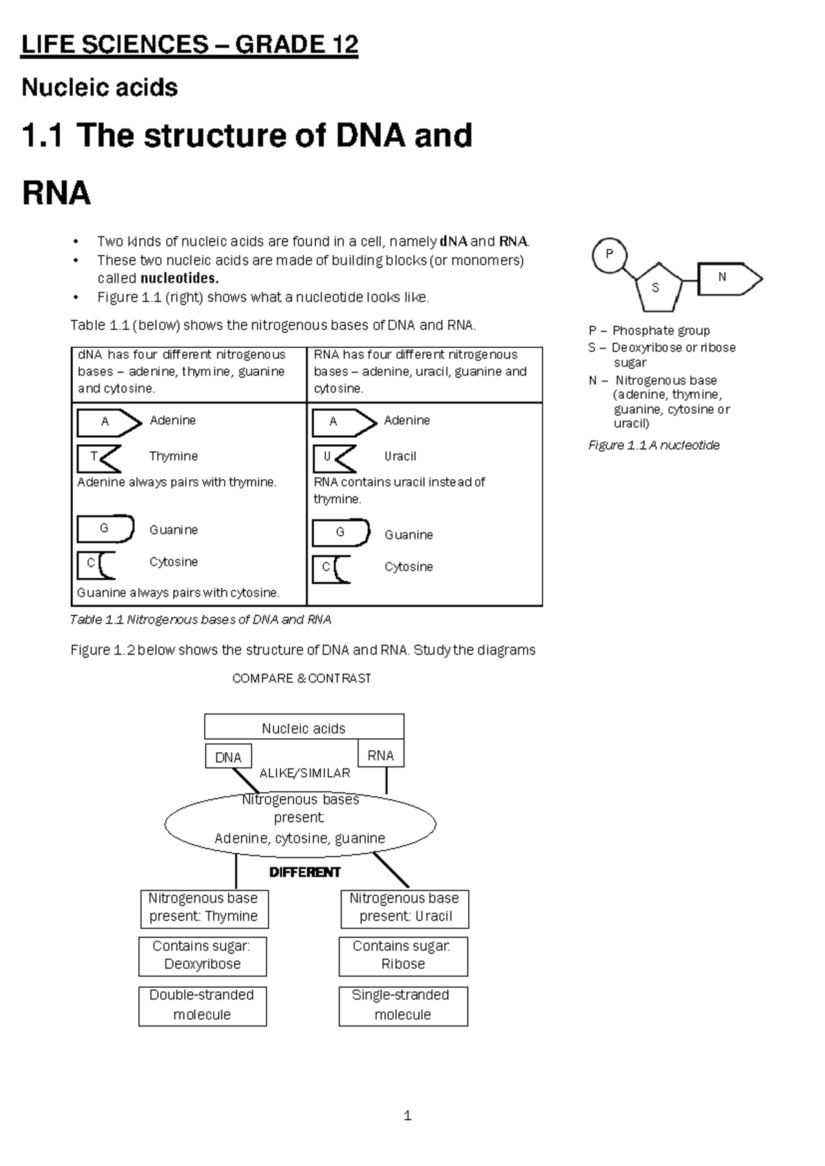 LIFE Sciences Notes Grade 12 Contains sugar Deoxyribose Contains