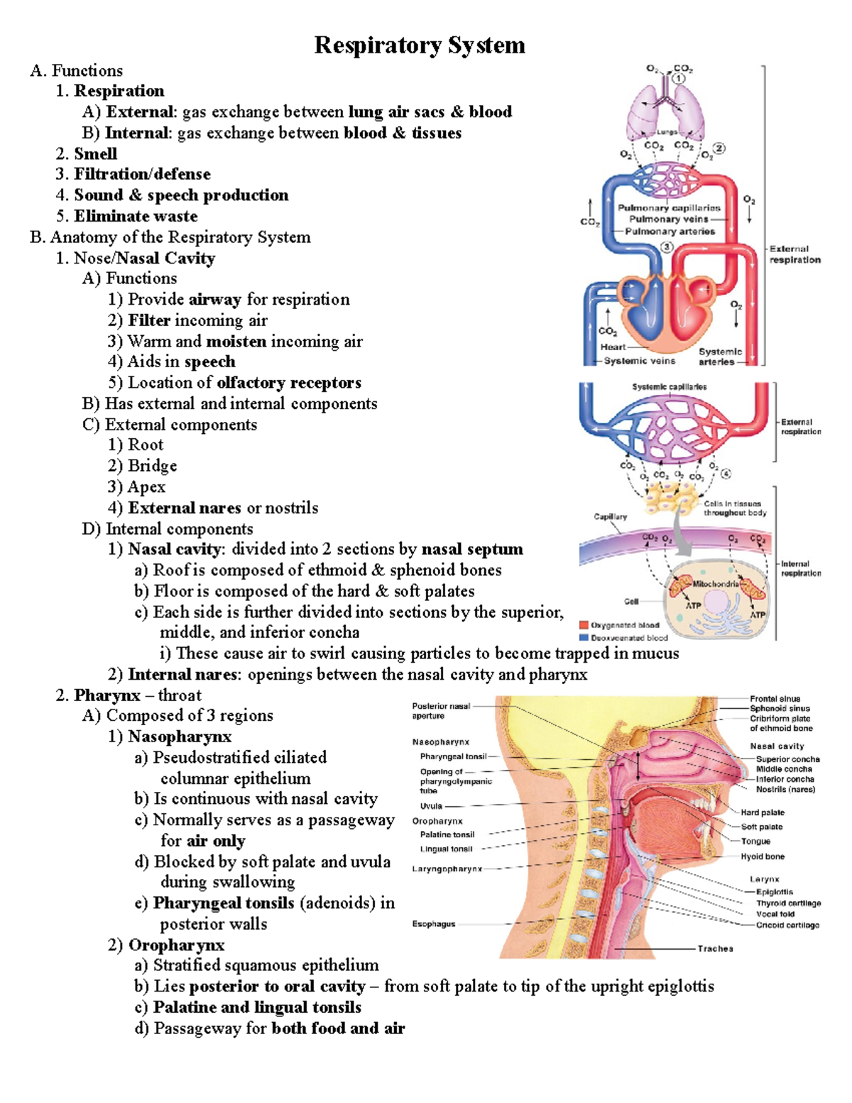 Respiratory System Outline - Respiratory System A. Functions 1 ...