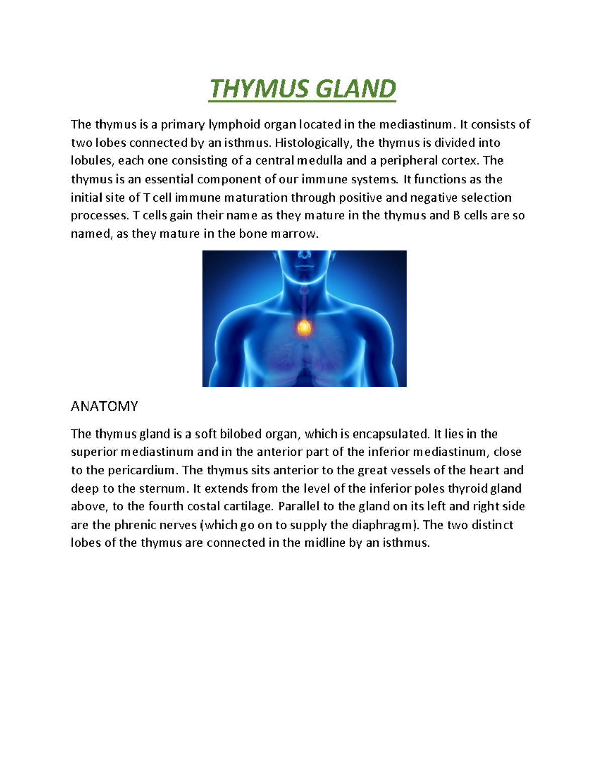 Thymus Gland THYMUS GLAND The thymus is a primary lymphoid organ