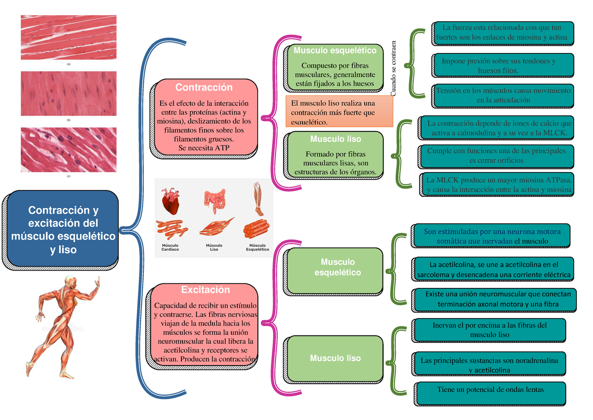 Cuadro Sinoptico Mapa Conceptual Contracci N Y Excitaci N Del The Sexiezpix Web Porn