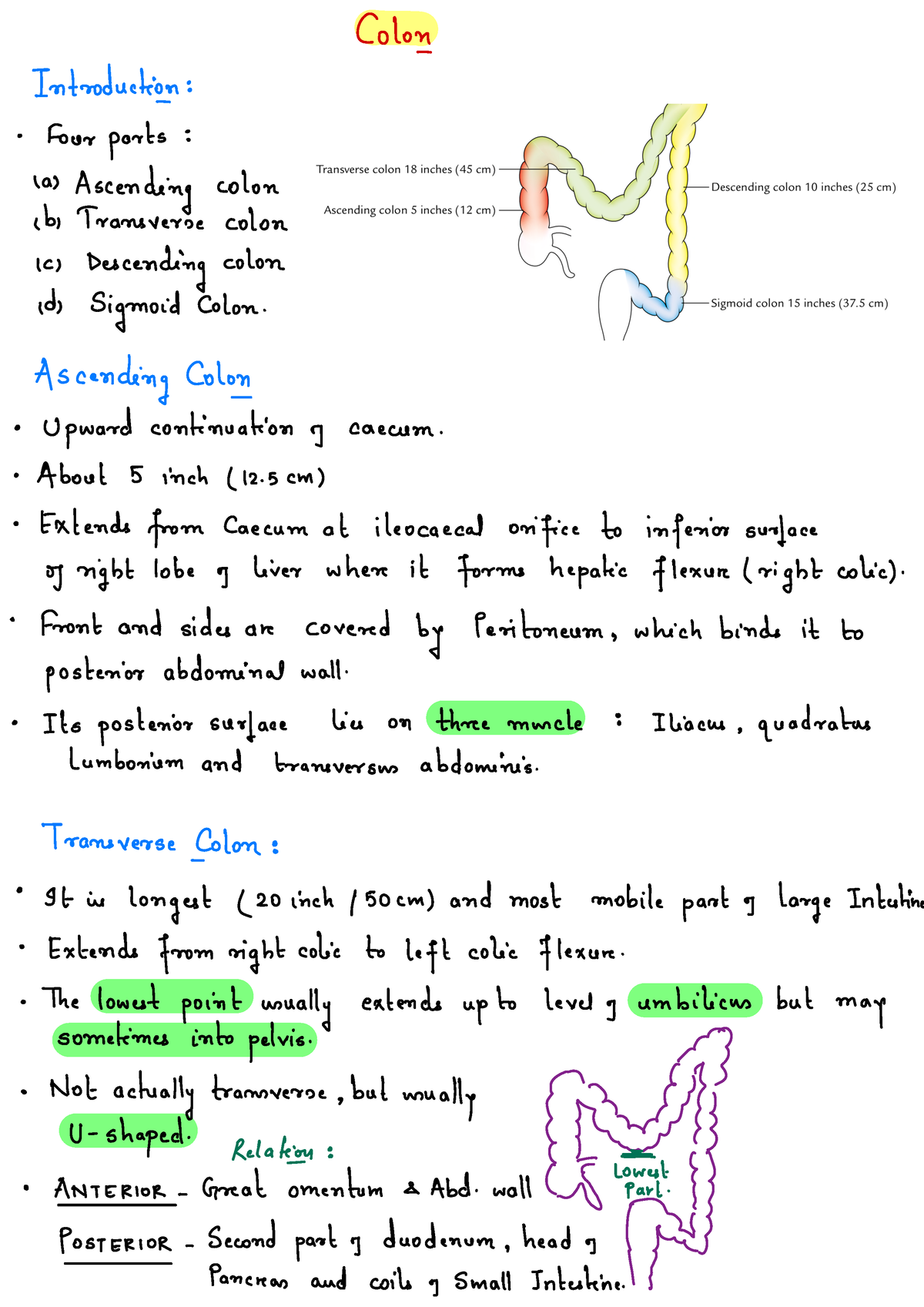 Large Intestine - Colon - Colon - Introduction : ° Four parts : 'as ...