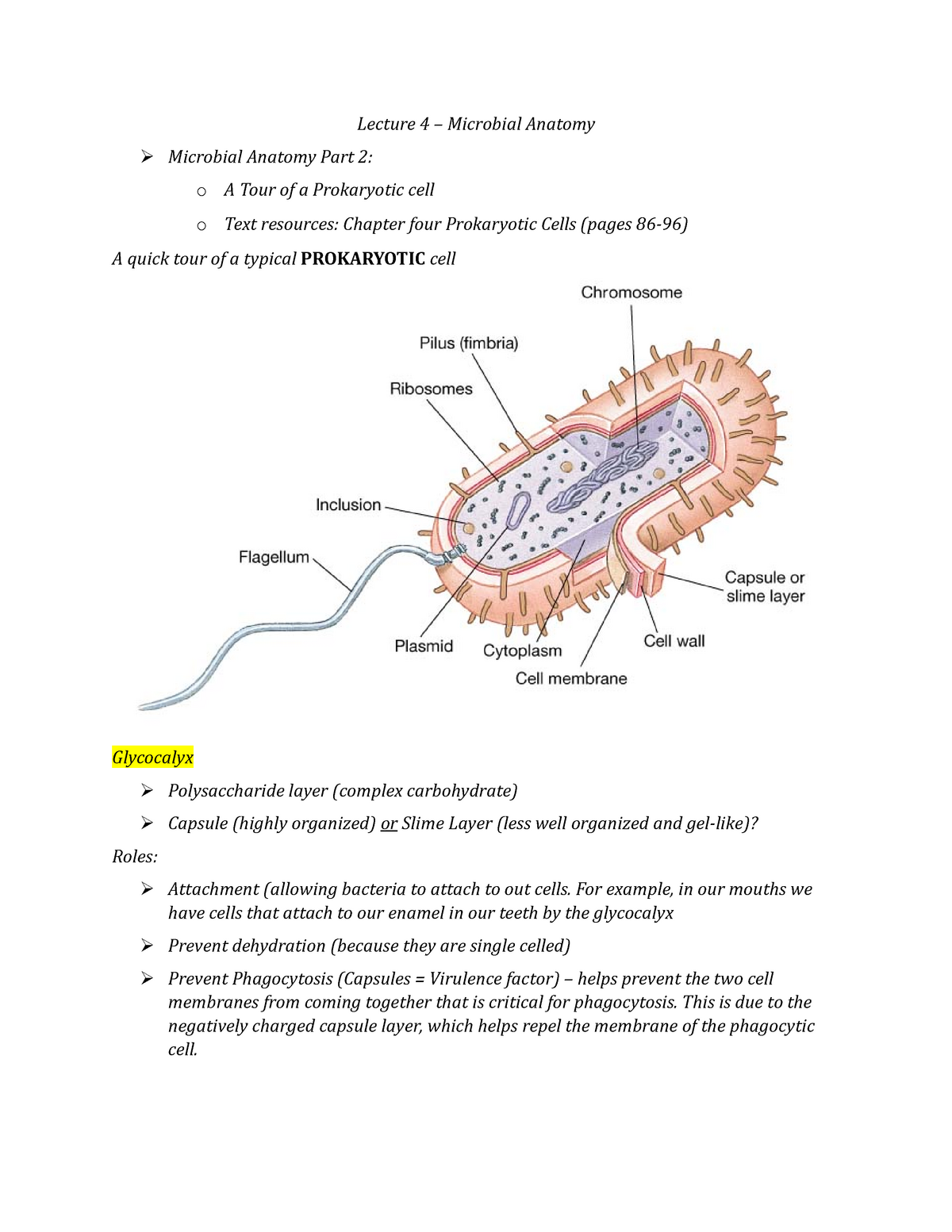 Lecture 4 Microbial Anatomy 2 Biol2830u Uoit Studocu - 