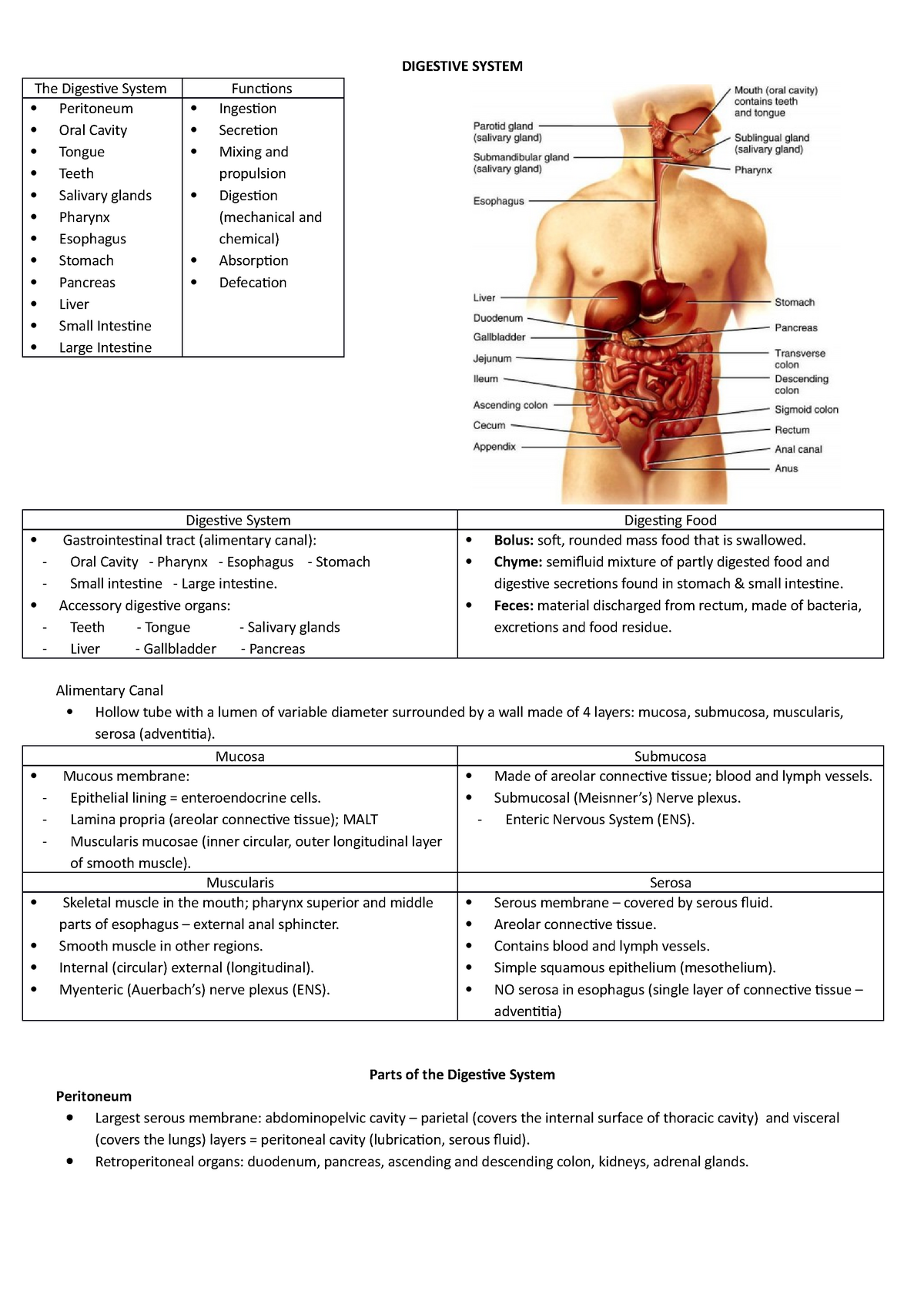 Digestive System - Summary notes - DIGESTIVE SYSTEM The Digestive ...