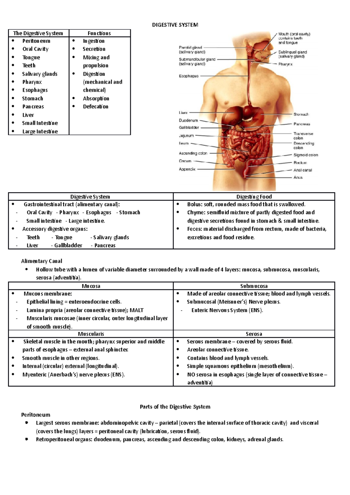 Digestive System Summary Notes DIGESTIVE SYSTEM The Digestive 