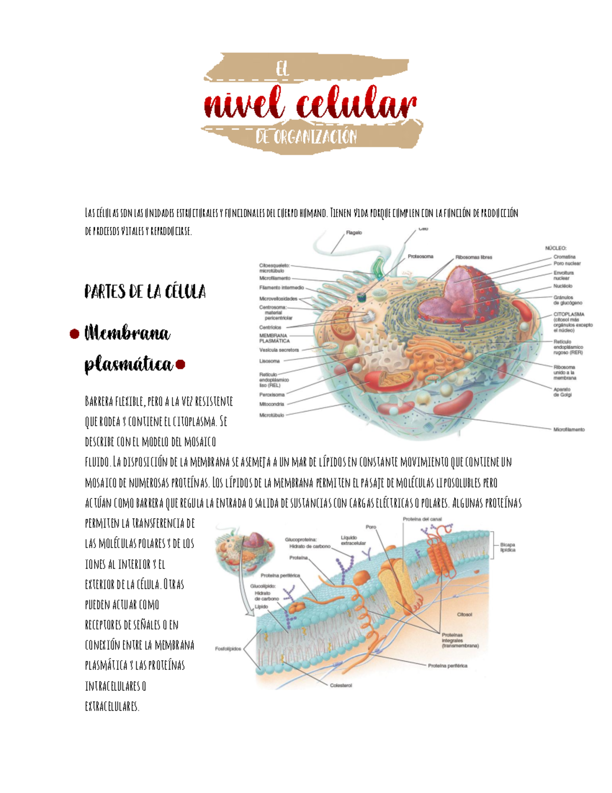 Resumen Unidad 3, Nivel Celular De Organización. - Nivel Celular Las ...