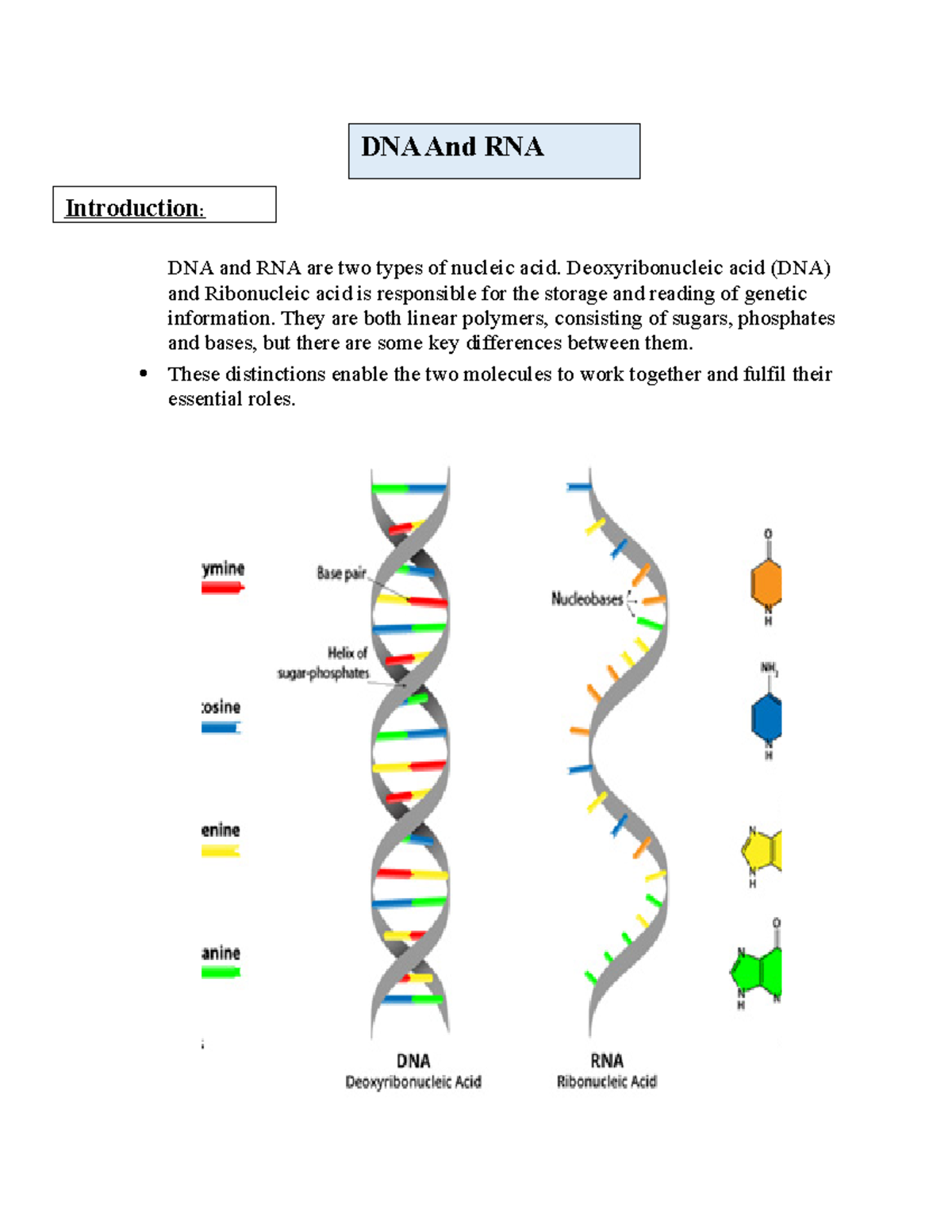 DNA And RNA structure and funtion notes DNA and RNA are two types of nucleic acid. Studocu