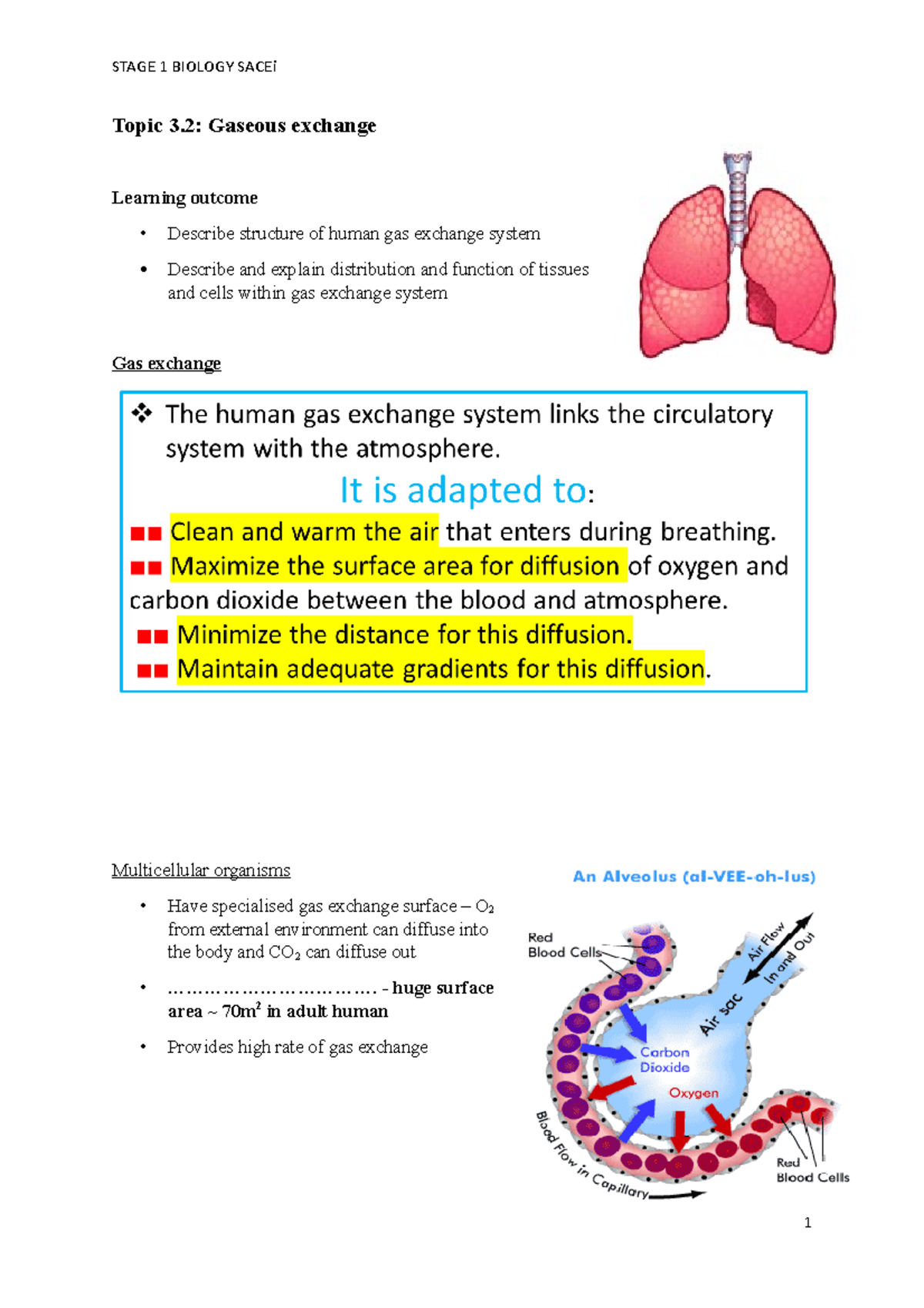 Topic 3.2 Gas exchange in humans - Topic 3: Gaseous exchange Learning ...