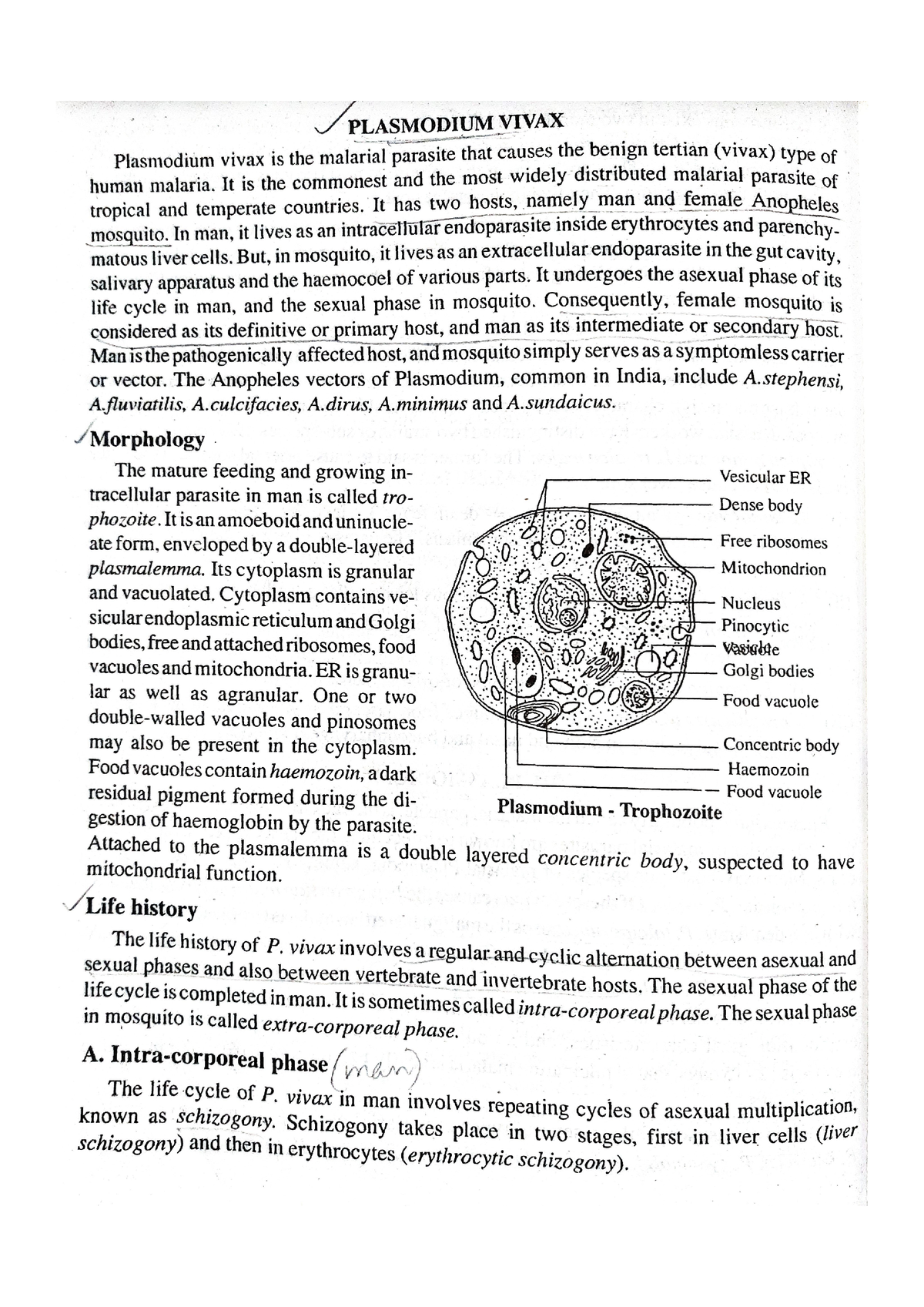 Plasmodium vivax (malaria) - Zoology - Studocu