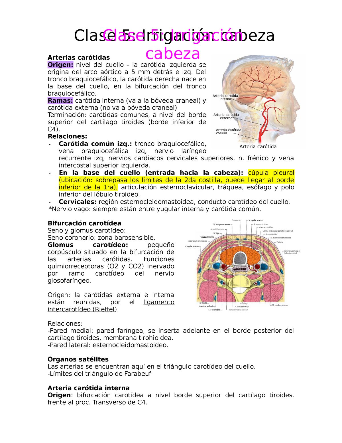 Irrigaci N Cabeza Y Miembros Superior E Inferior Arterias Car Tidas