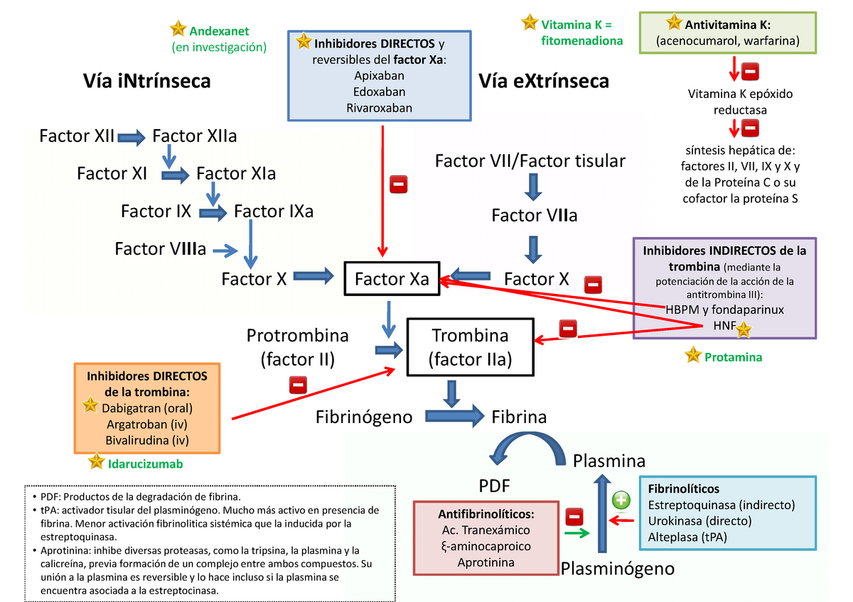 Cascada de la - Vía iNtrínseca Vía eXtrínseca Factor XI XIa Factor Factor - Studocu