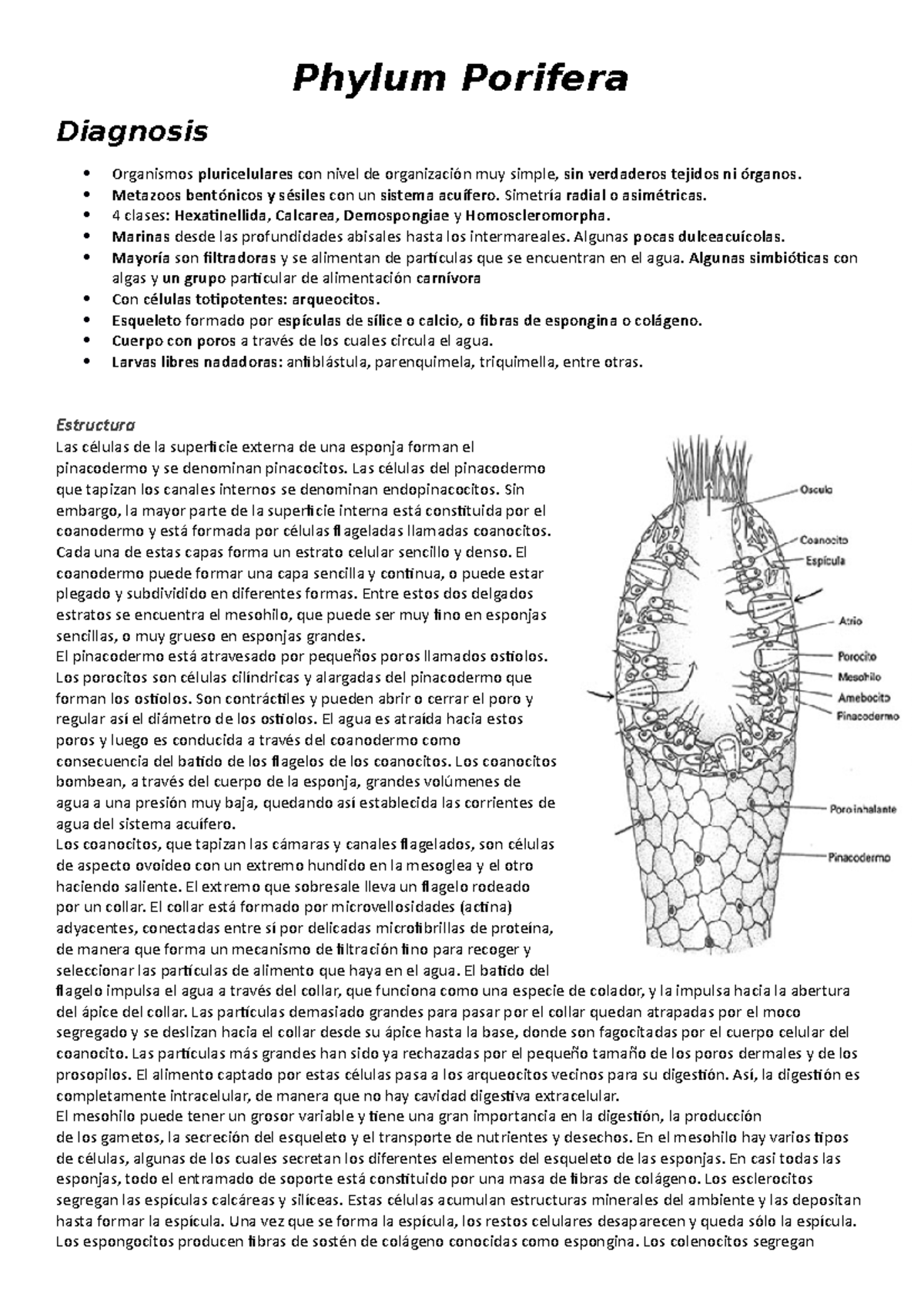 Resumen - diversidad animal - Phylum Porifera Diagnosis Organismos ...