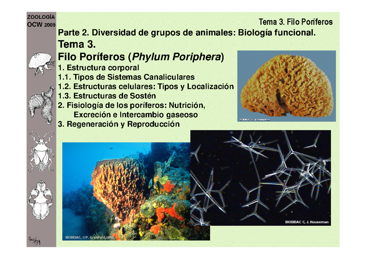 Filo de clasificación de animales