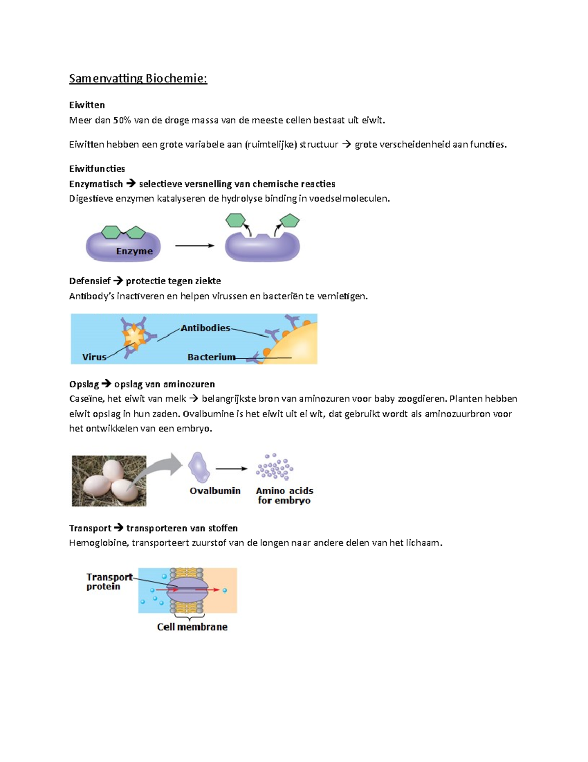 Samenvatting Biochemie Eiwitten Hebben Een Grote Variabele Aan Ruimtelijke Structuur Grote