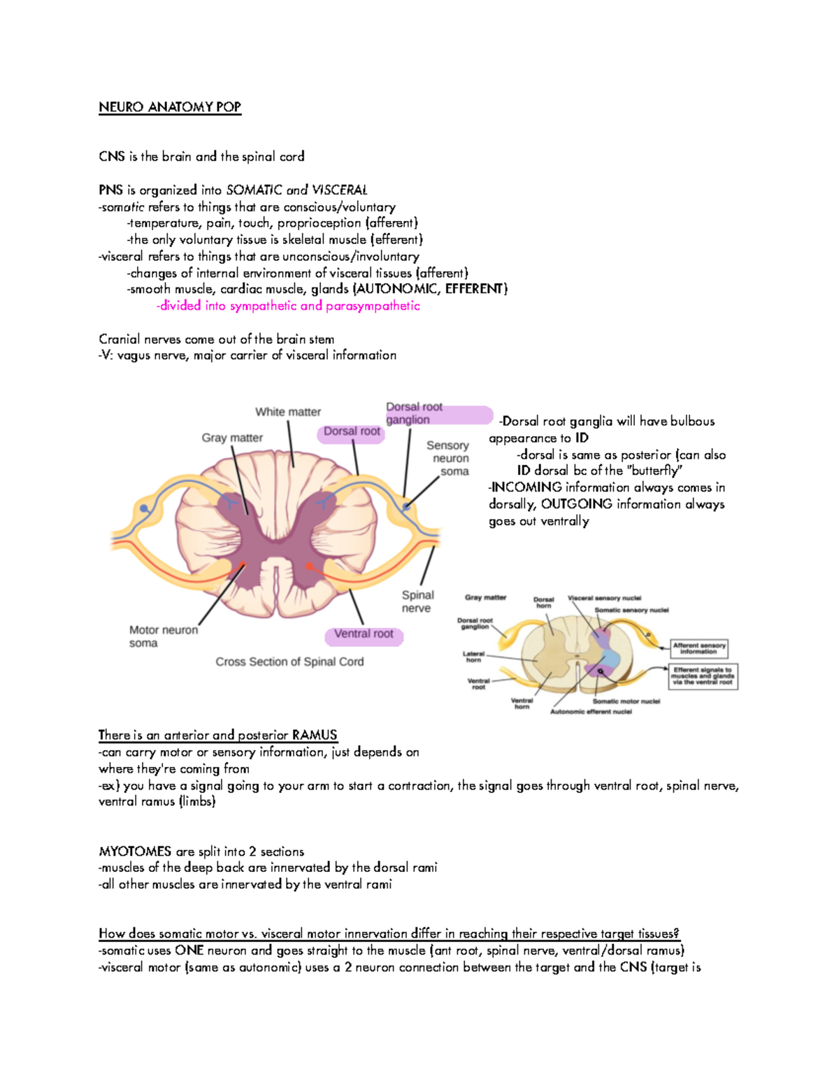 Neuroanatomy review - NEURO ANATOMY POP CNS is the brain and the spinal ...