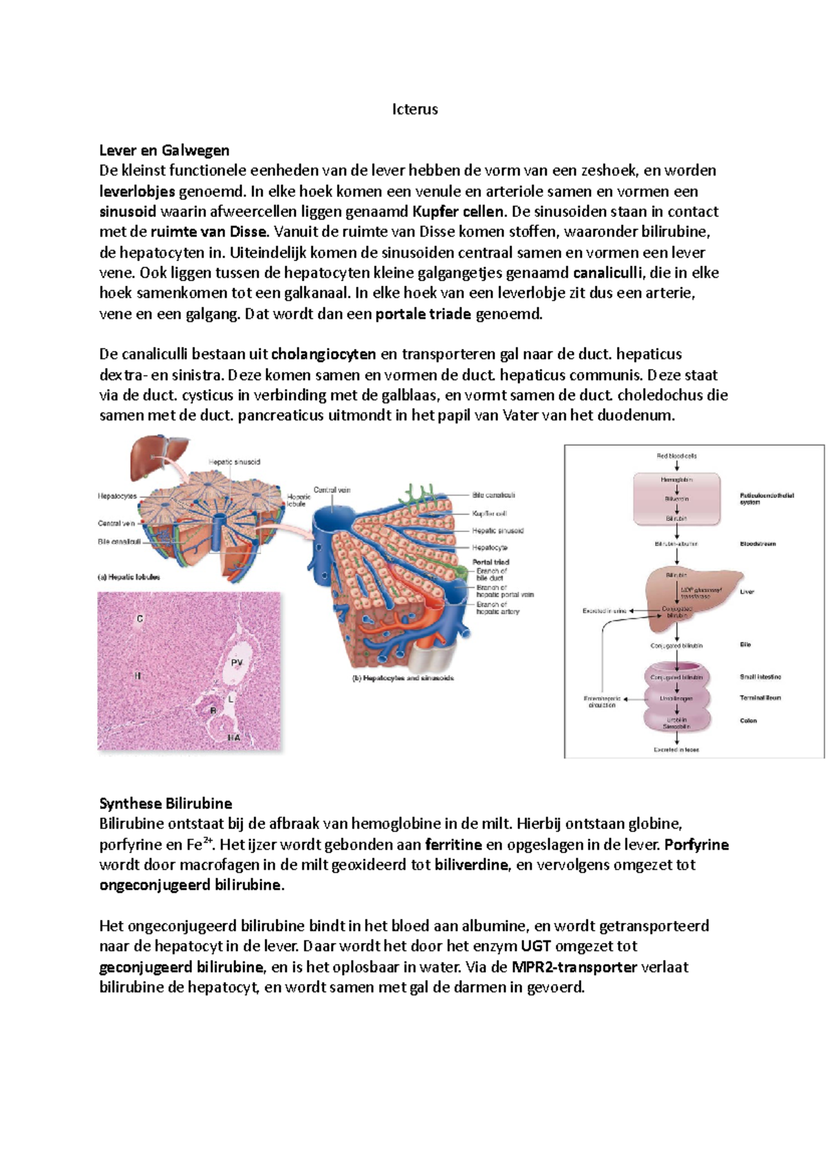 Icterus Icterus Lever en Galwegen De kleinst functionele eenheden van