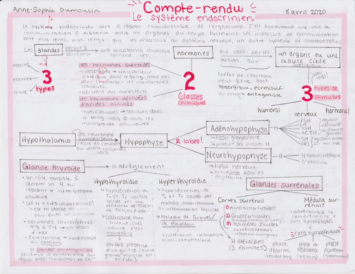 le système endocrinien résumé - Studocu