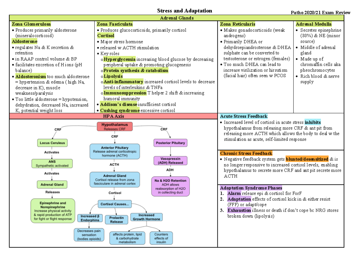 Patho Exam Review - Adrenal Glands Zona Glomerulosa Produces primarily ...