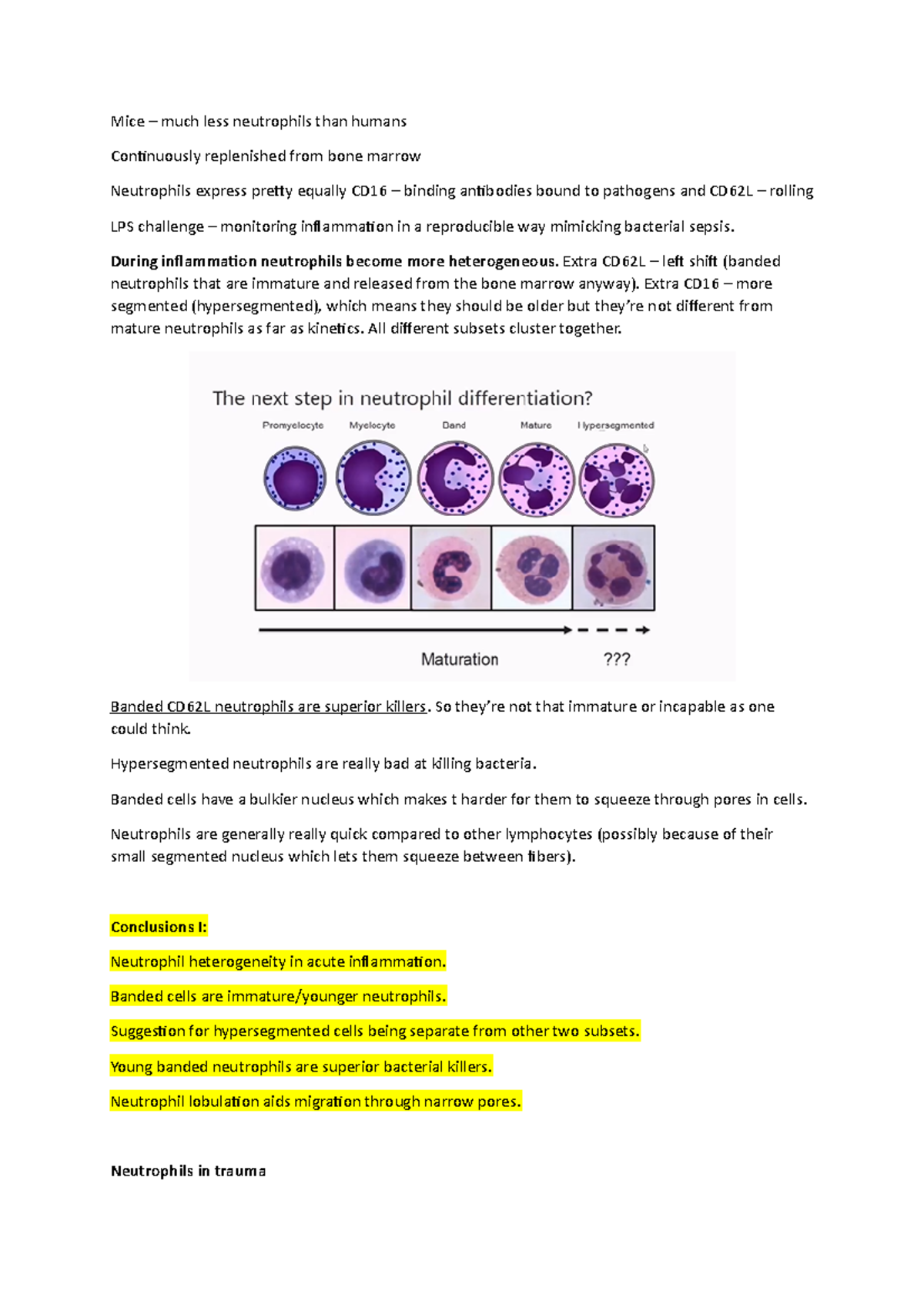 Guest lecture neutrophils - Mice – much less neutrophils than humans ...