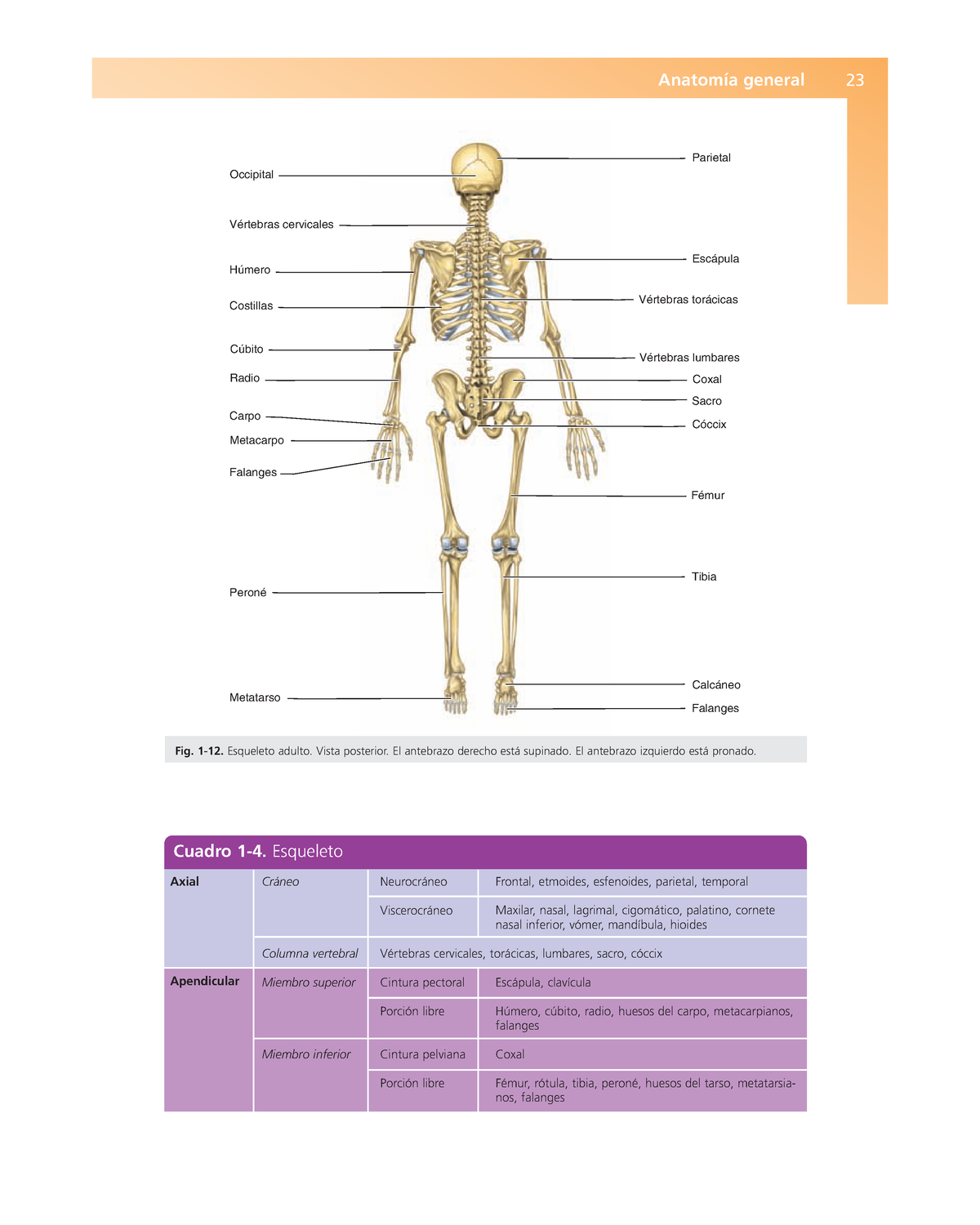 Trastornos de la columna vertebral humana Tabla anatómica