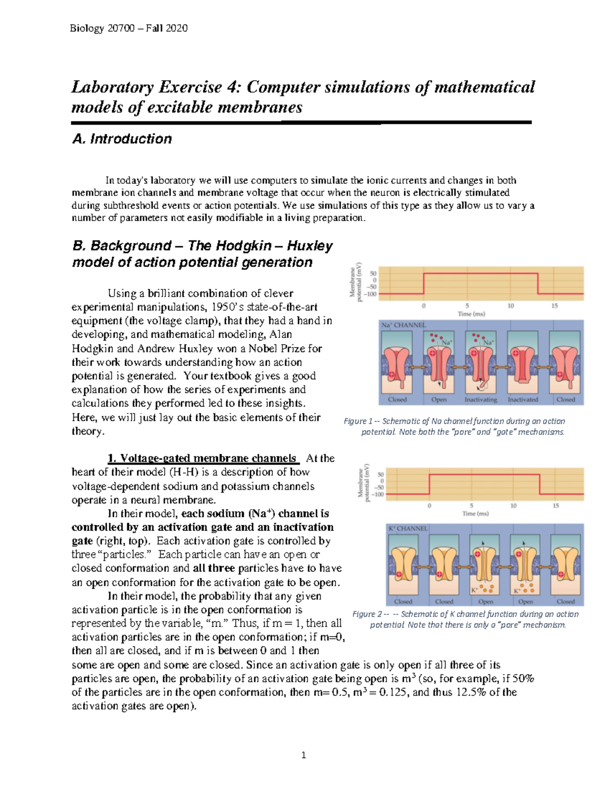 Lab4 Bio20700 Fall2020 - Laboratory Exercise 4: Computer simulations of ...