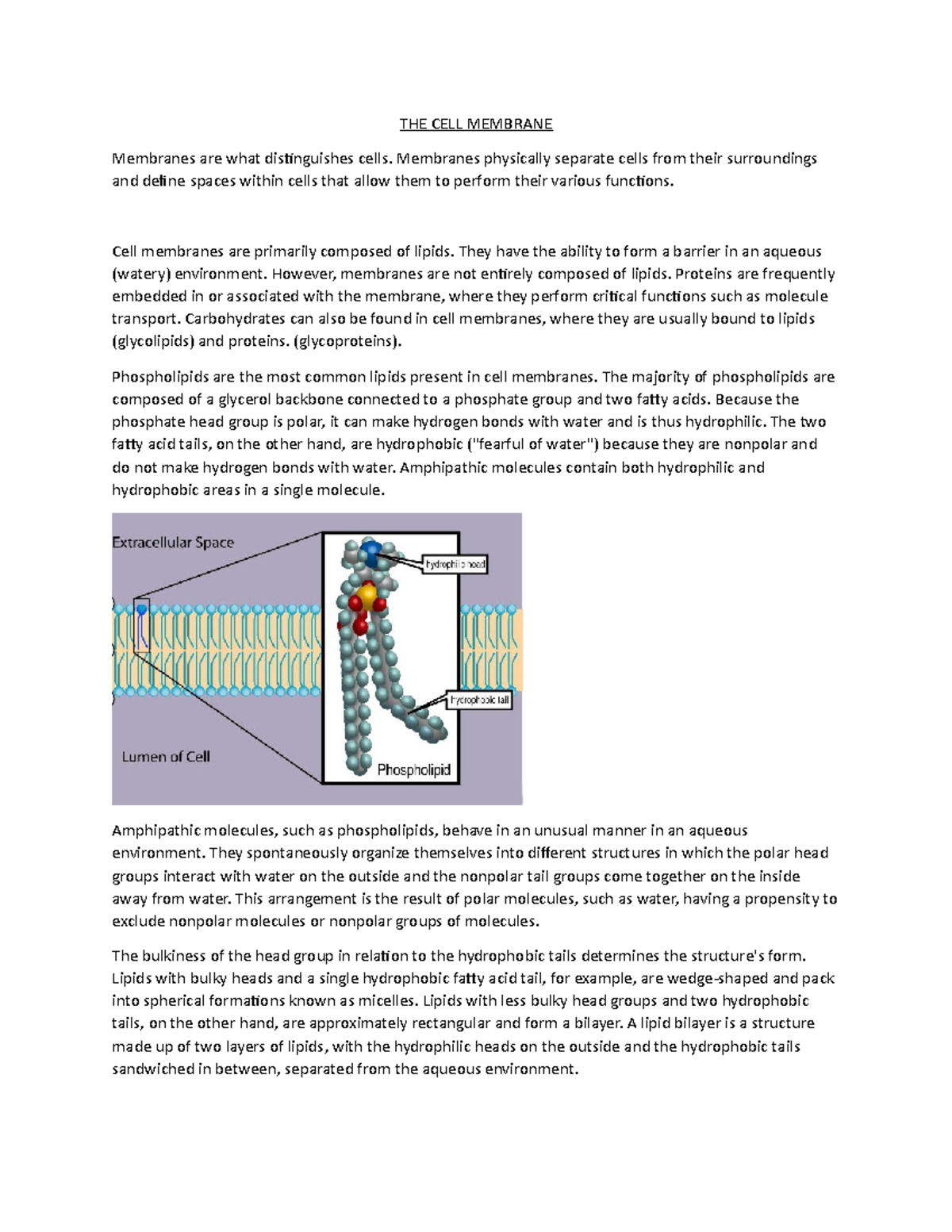 Cell membrane - THE CELL MEMBRANE Membranes are what distinguishes ...
