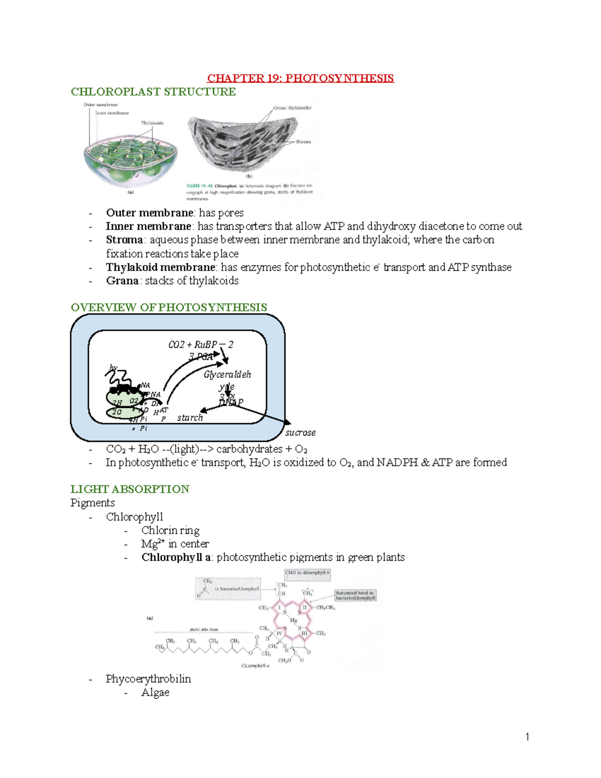 EXAM 4 Study Guide - CHAPTER 19: PHOTOSYNTHESIS CHLOROPLAST STRUCTURE ...