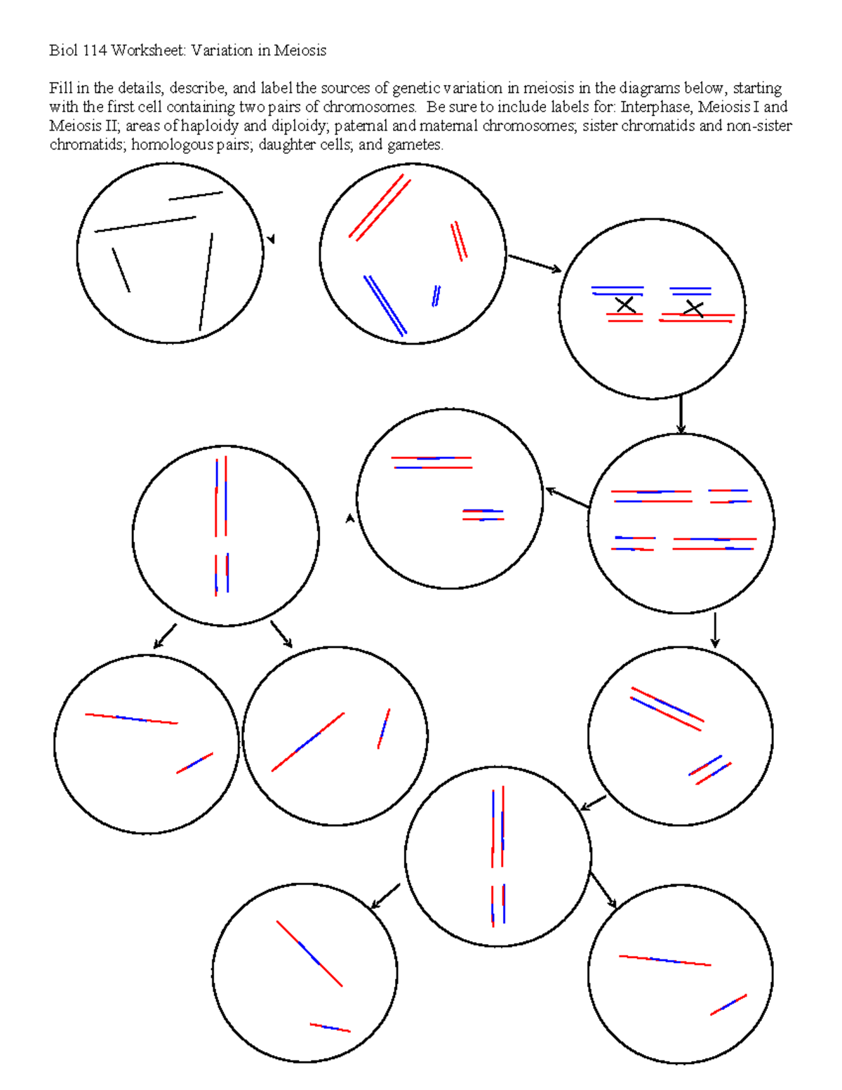 1 25 In-class assignment - Meiosis and sources of variation - Biol 114 ...