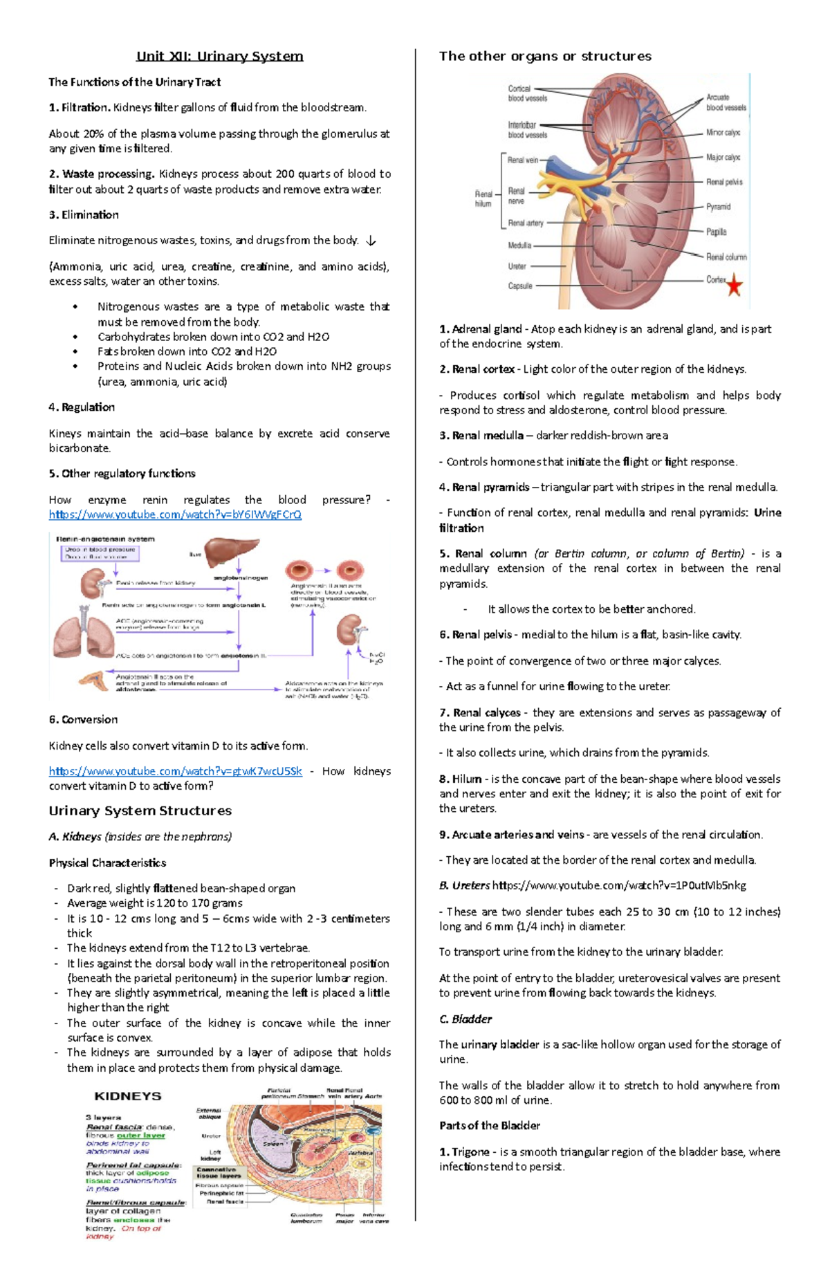 Week 8 Notes for to study in Anatomy and Physiology - Unit XII: Urinary ...