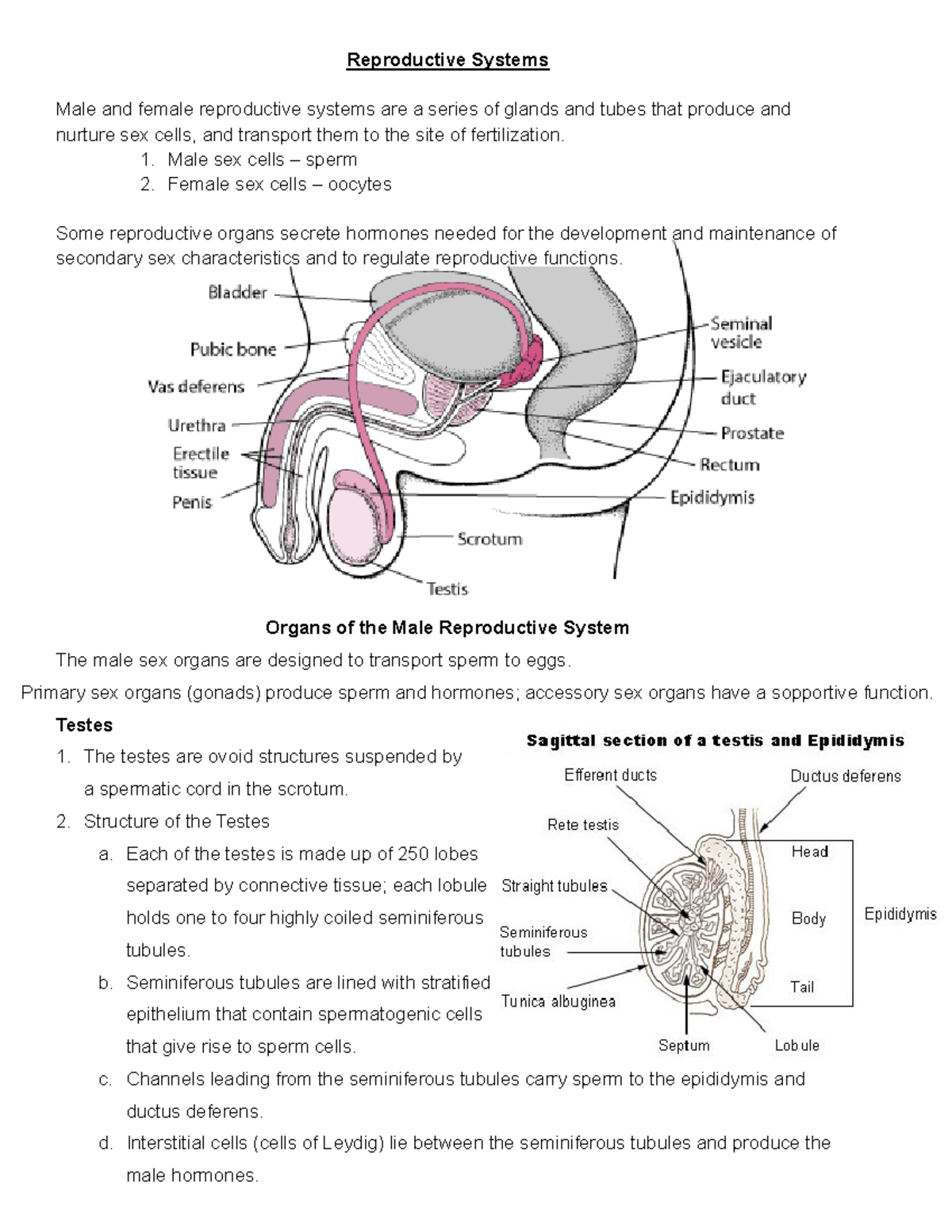 Reproductive Systems - Reproductive Systems Male and female ...