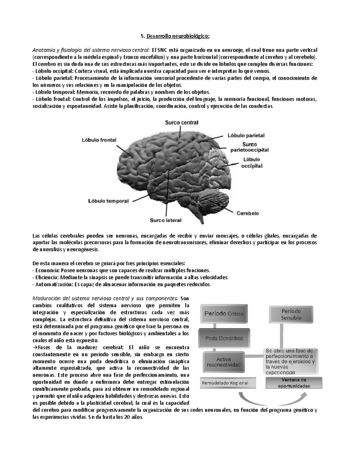 Desarrollo Neurobiológico - 5. Desarrollo Neurobiológico: Anatomía Y ...