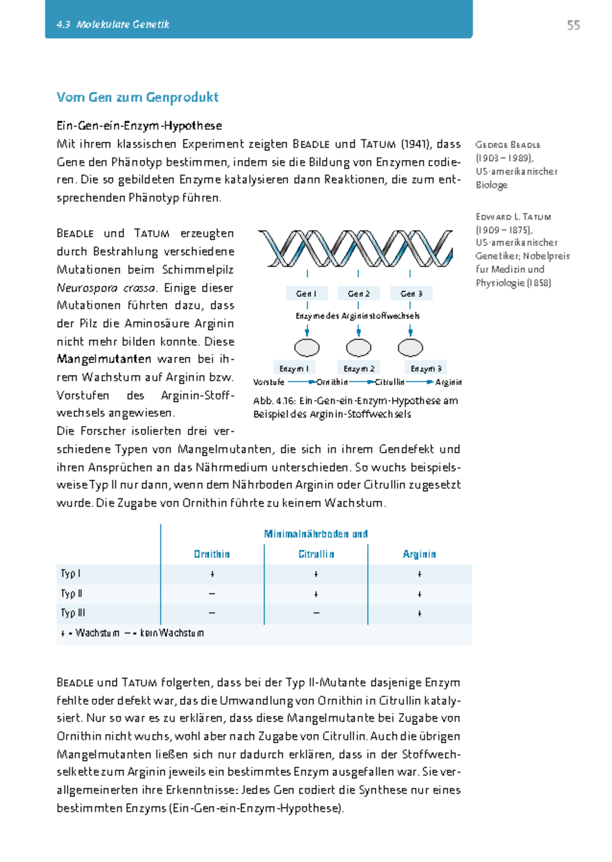 experiment zur ein gen ein enzym hypothese