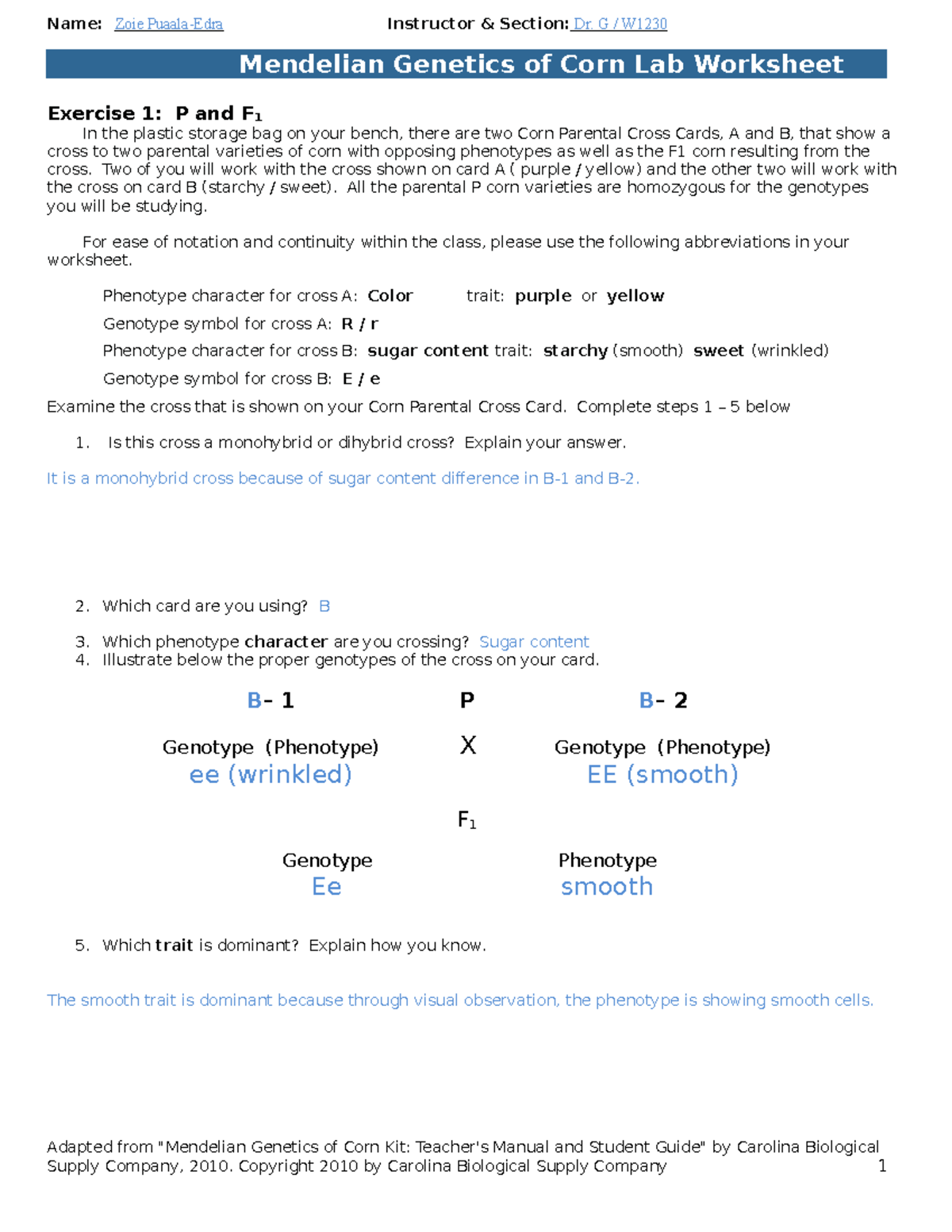 Mendelian Genetics of Corn Worksheet S23 - Exercise 1: P and F 1 In the ...
