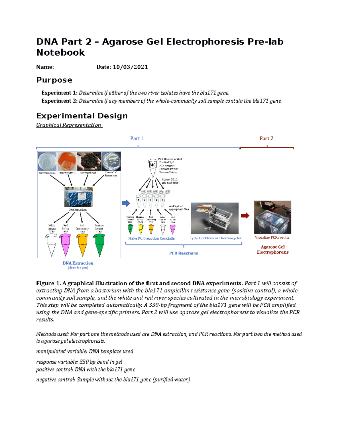 DNA Preblab2 Bs 171 - DNA Part 2 – Agarose Gel Electrophoresis Pre-lab ...