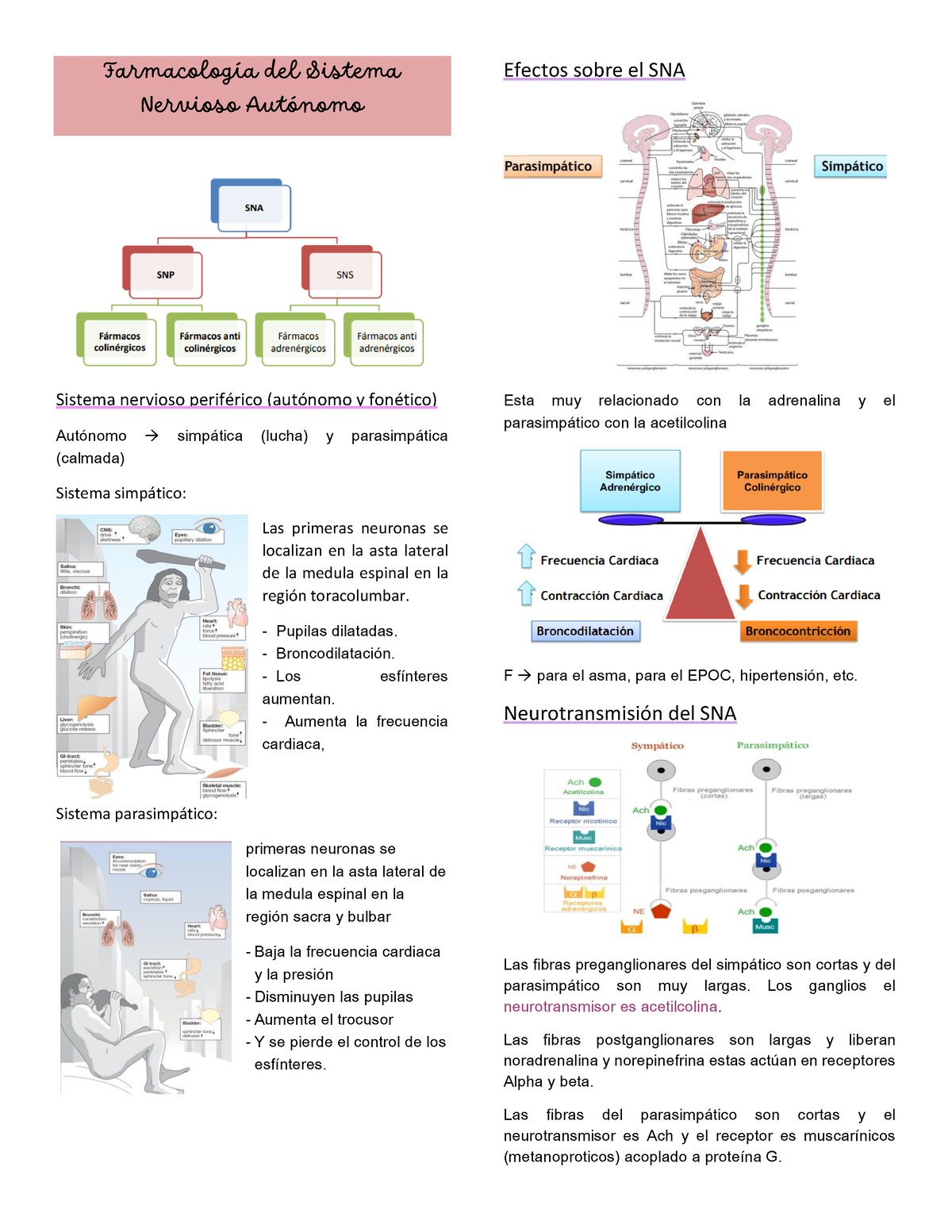 Farmacología Del Sistema Nervioso Autónomo - Farmacología Del Sistema ...