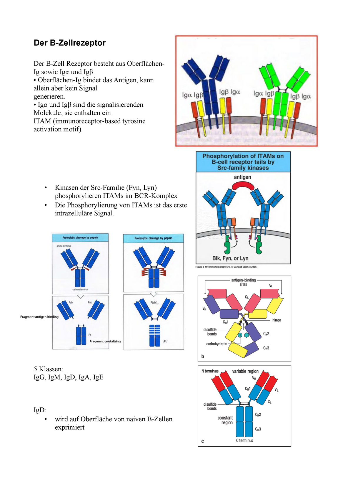 Immunologie - BCR Und AK - Der B-Zellrezeptor Der B-Zell Rezeptor ...