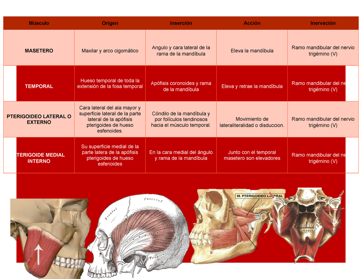 Músculo Musculos De La Cabeza Y Del Cuello Músculo Origen Inserción Acción Inervación 6455