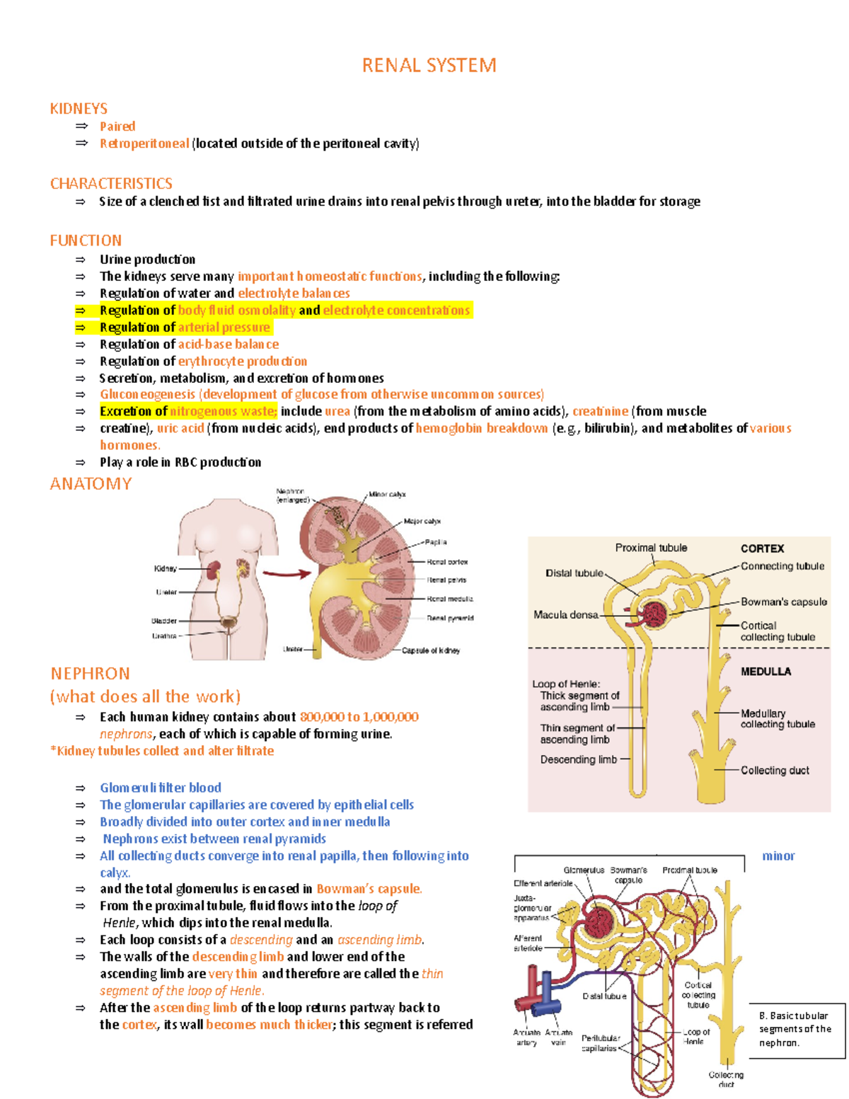 Test 4 renal - RENAL SYSTEM KIDNEYS Paired Retroperitoneal (located ...