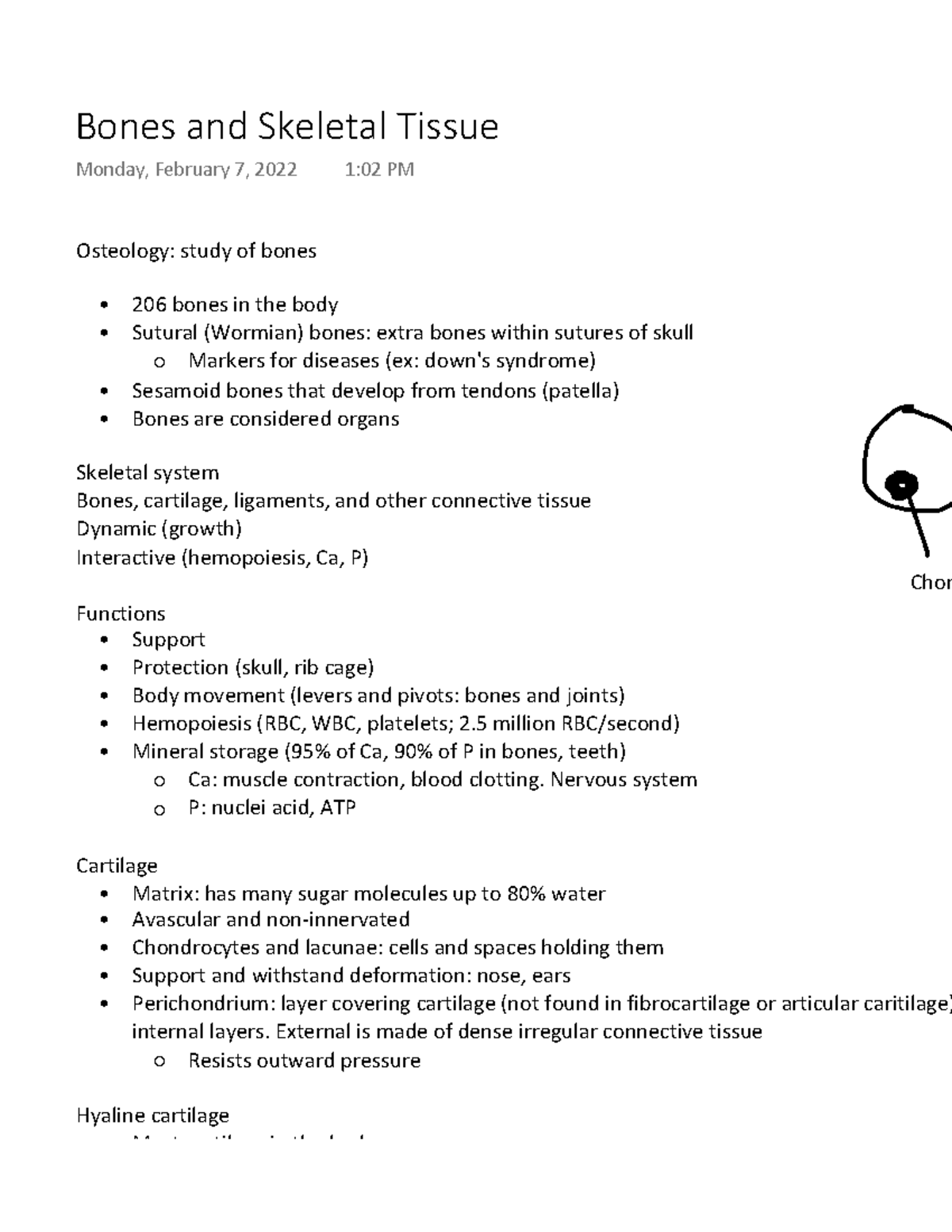 bones-and-skeletal-system-osteology-study-of-bones-206-bones-in