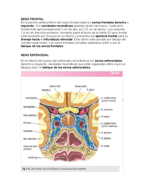 anatomía del seno etmoidal