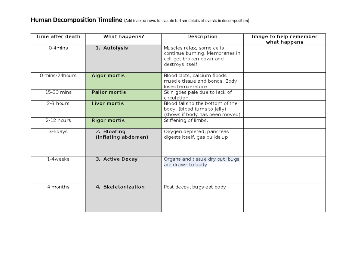 Decomposition timeline worksheet - Human Decomposition Timeline (Add in ...