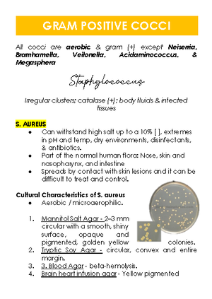 Spirochetes - Spirochetes Belong to a phylum of diderm (doublemembrane ...